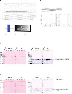 Shrimp Plasma CREG Is a Hemocyte Activation Factor